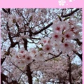 🌸