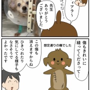 愛犬ティアラの手術記録⑤予想外のこと