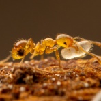 ありんこ日記　AntRoom