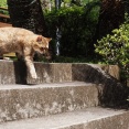 真野大黒で猫