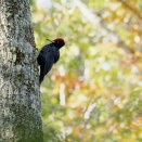 クマゲラ秋色を背に
