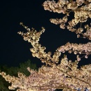 仲間たちと夜桜を観に行ってきました