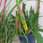  花好きおばあさんの　園芸ボランティア日記