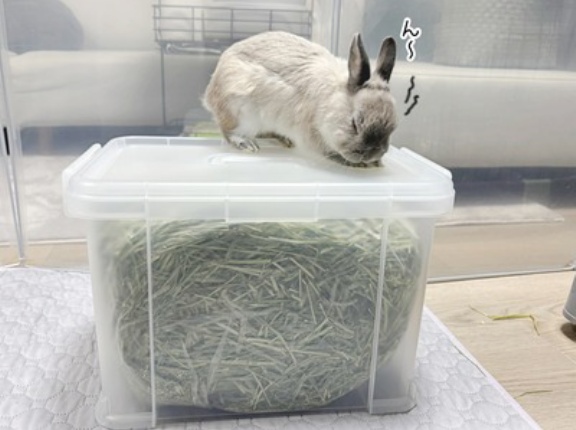 うさぎのルリ(12/29追記)