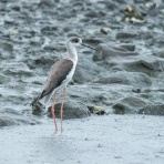 Tokyo_wildbirdpark_blog