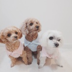 元保護犬 マルチーズとトイプードルの記録♪