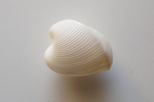 図鑑を作る（二枚貝編） - コウボネガイ科