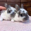 見分けがつかないそっくりさ