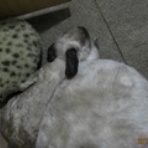 リビングの住人たち