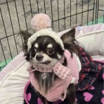 WanWan net🐾ボランティアチーム