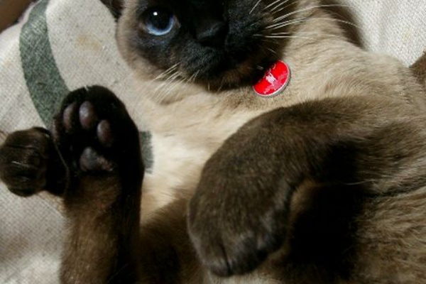 馴れていない成猫の幸せへの道 14年02月