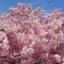 河津桜咲き誇り 春はもうすぐそこなんでしょうか -三重県桑名市立教まちづくり拠点施設「桑名韓国語教室　-話したくなる-韓国語入門講座」