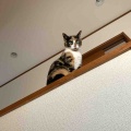 キャリコちゃんも階段の手すりに登ってます