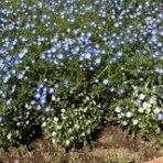 ひとひらの記録〜かぜのうた〜