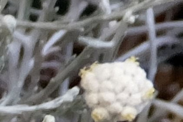 クッション ブッシュの蕾と木の実 私の散歩道