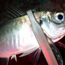 秋の集魚灯アジングで25cm超え連発！大潮の闇場所で狙う良型アジ