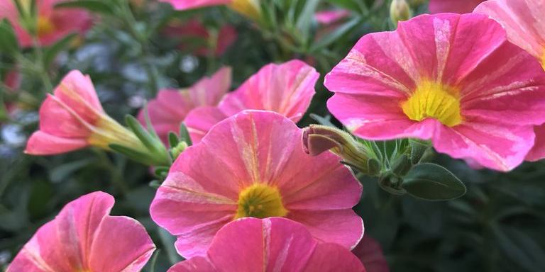 スーパーベル ホーリースモーク ブリリアントスター レモンスライス 定植から7週間 黒くろコンビ クマとジジ