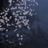 『雨の１周忌』の画像