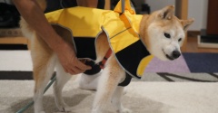 さっそく出番