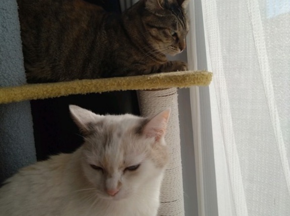 実物のﾈｺﾁｬﾝたちセカンド164