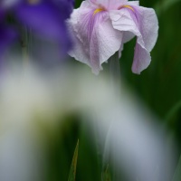 花菖蒲