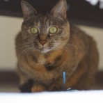 ねことアパートと1人暮らし～とらやんとおらと～