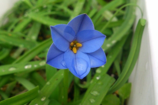 植物図鑑 ガーデンレコード 花の易しい育て方 ハナニラ イエイオン 植物図鑑 ガーデンレコード 花の易しい育て方 ハナニラ イエイオン