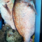 みなもと渡船のオフィシャルblog