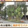 【逆ビッグモーター】福岡で中央分離帯に勝手にバナナが植えられて無事育ってしまう