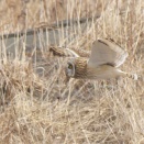 別のコミミも飛んだ Short-eared Owl