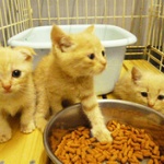 【愕然】動物愛護団体から猫を引き取ろうとした結果ｗｗｗｗｗｗｗｗｗｗｗ