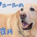 生米パンレッスン・イベントスケジュールのご案内
