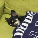 急に寒くなって困る〜【チワワのにこまる】