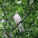 花鳥いろいろ 四季の野鳥