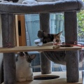 キャットタワーで　　なつ　あき　ふゆ　　はるちゃんは居なくて残念