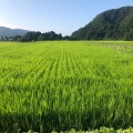 令和5年産新米のご案内です