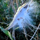 心のスイッチ☆ガガイモの綿毛（ケサランパサラン）・シロハラ☆