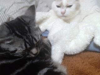 実物のﾈｺﾁｬﾝたちセカンド226