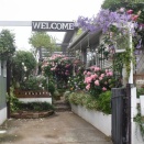 今日の富士山と一日中バラの庭仕事