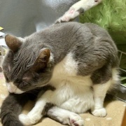 ミュンヘン・クリスマス市（札幌）を見てきました