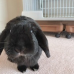 ぶ〜に〜の暮らし