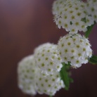 今年も飾ることが出来た！ほぼ放置で毎年花を咲かせてくれるあの可愛いお花。