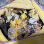 オカメインコ暮らし