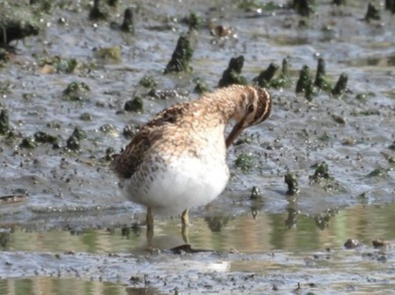 2026年4月19日の野鳥公園