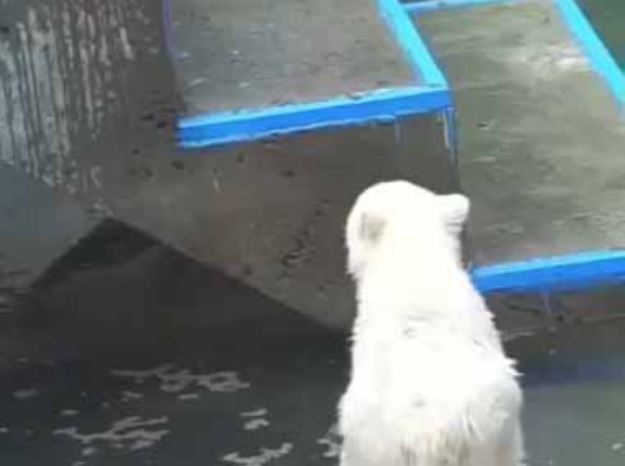 子供が飛び移ろうとして水面に落ちた。ほらこうやるのよ → 優しいママ、教えます…