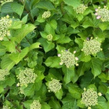 『61歳、体調が良ければそれだけで幸せ』の画像