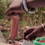 『コンドームでゾウの保護』の画像