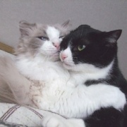 猫が「迷惑だ」と思っているときの表情