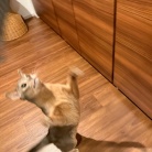 脱ぎたてのズボンを狙われ、変態になる飼い主…