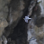 UYANのフィールドノート